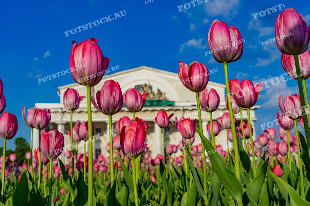 На фотографии изображены яркие розовые тюльпаны в цвету на переднем плане с видом на здание в классическом стиле на заднем плане под синим небом с рассеянными облаками. Композиция акцентирует внимание на контрасте между природной красотой цветов и величием архитектуры. Это изображение отлично подойдёт для статей о садоводстве, путеводителей по городам, тематических календарей и как фон для весенних праздничных открыток.